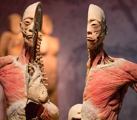 REAL BODIES at Horseshoe Las Vegas